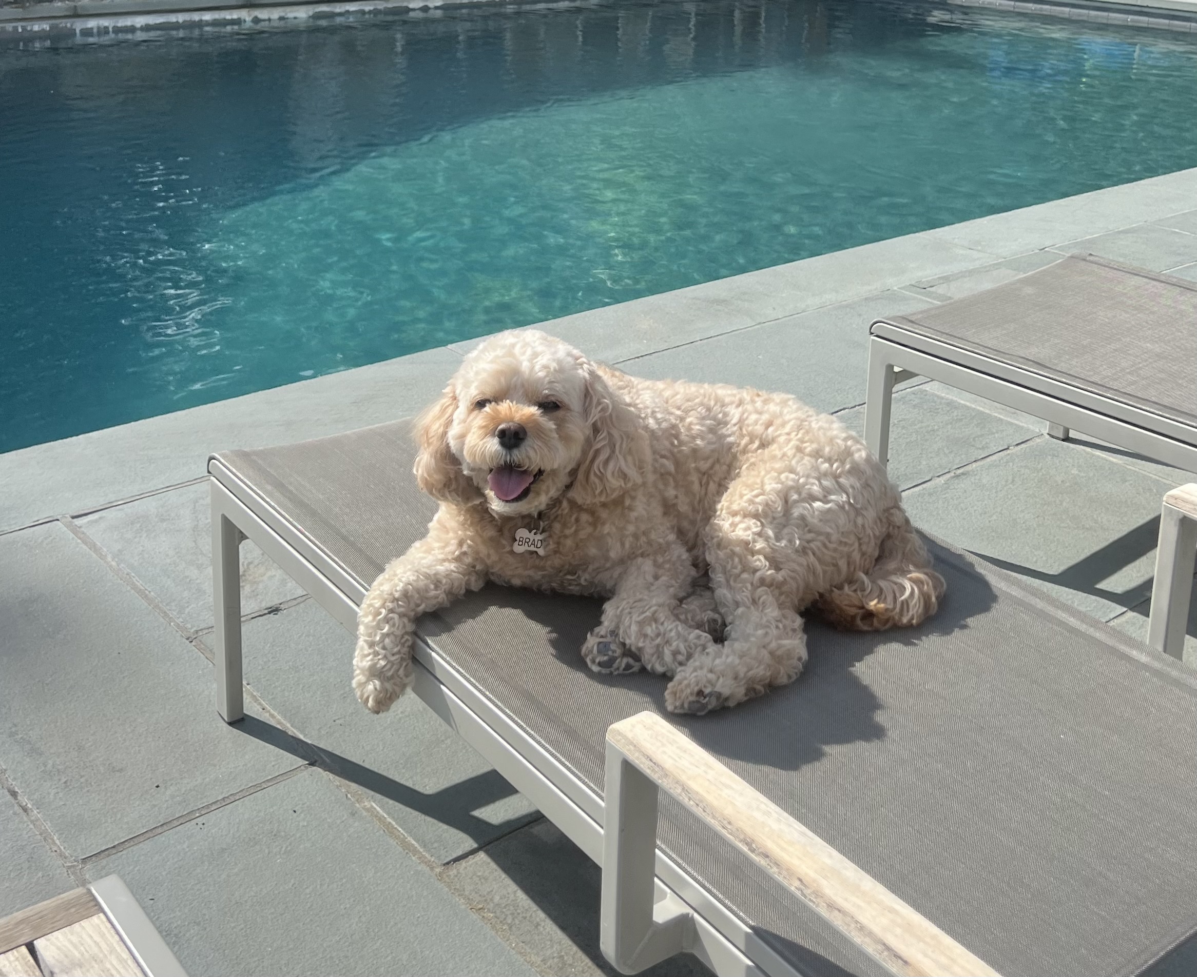 Jenna's dog relaxing by the pool